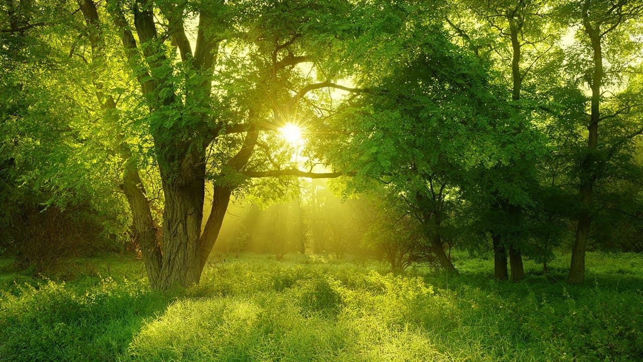 神经元在工作：大脑是如何真正学习的，以及为什么死记硬背已彻底过时